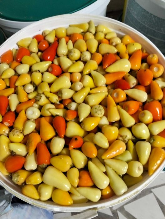 Перец турецкий холопения