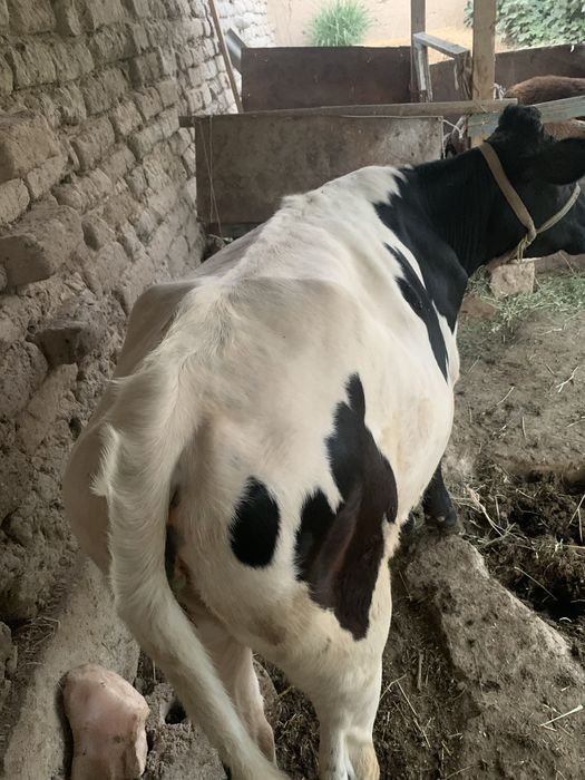 Мол хали бузоча зотор