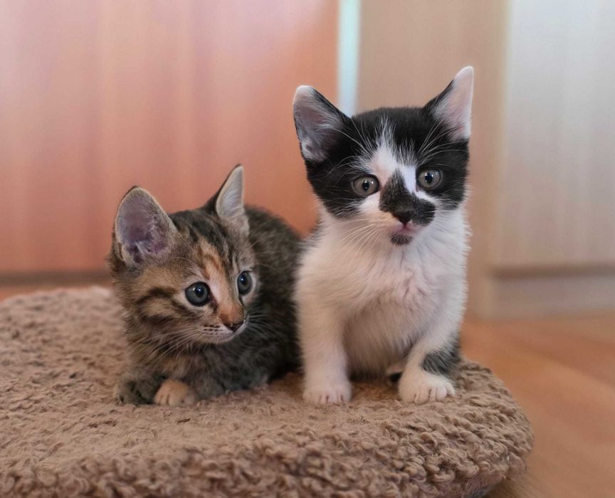 Малки котенца безплатно за грижовни стопани