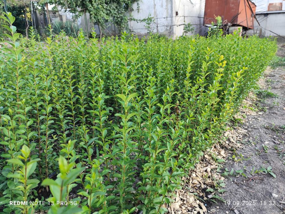 Лигуструм - Жив плет