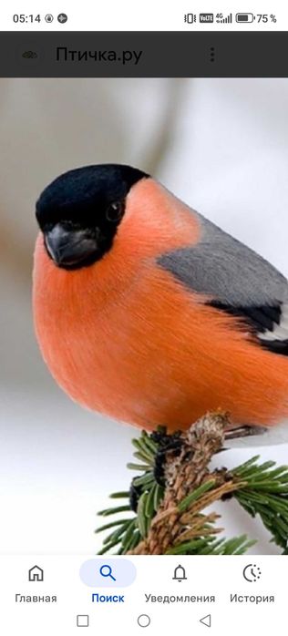 Продам птицу певчие