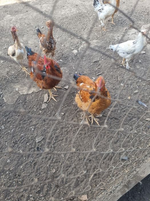 Продам Молодых Петушков