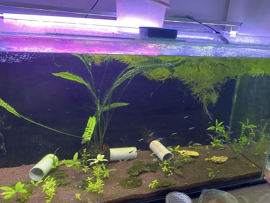 Аквариум сатылады балыгымен фильтр