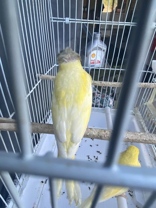 Продам канареек