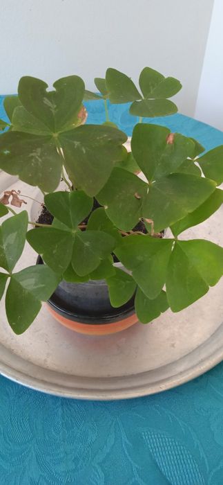 Растения детелина