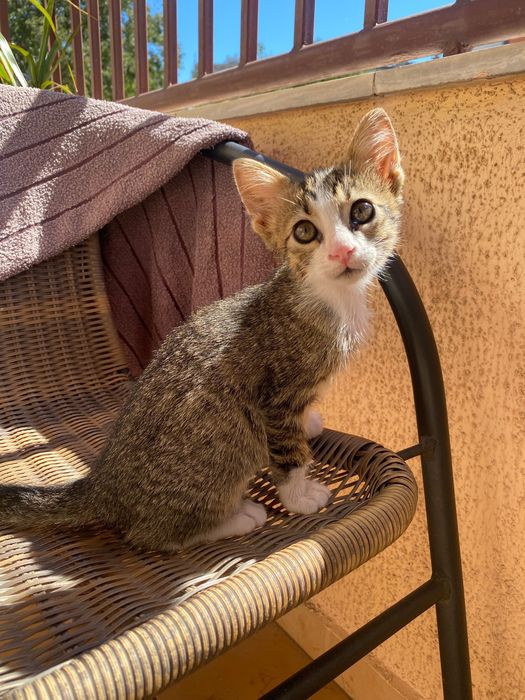 Котенце момче, 2 месеца