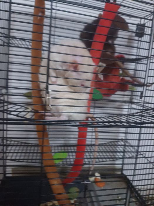 Взрослые крысы с клеткой