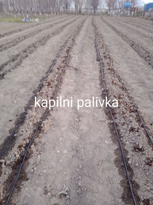 Газон тайор рулонлари ландшафт арча  садовник богбон хизмати