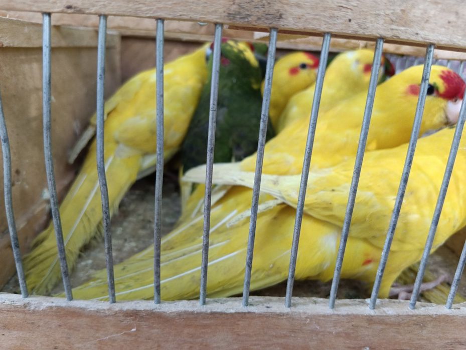 Vând Nimfe și Cacariki