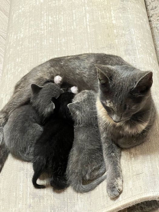 Котенок девочка 2,5 месяца