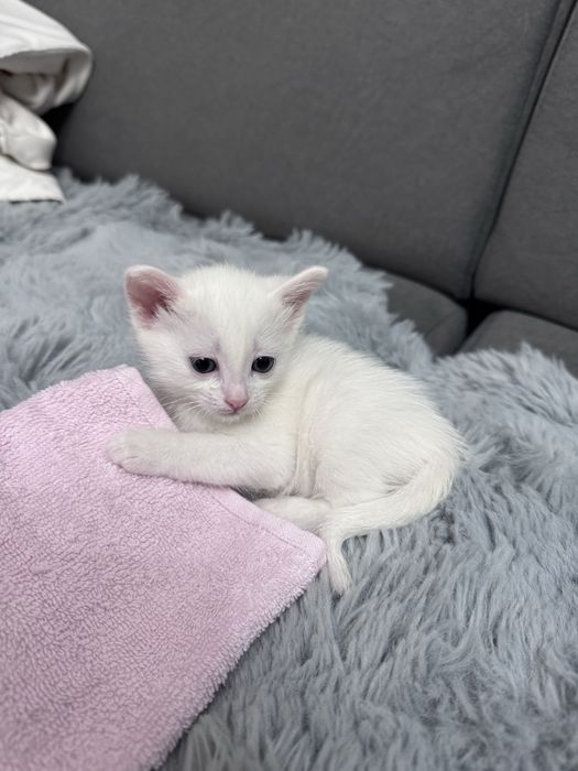 Породистый котенок