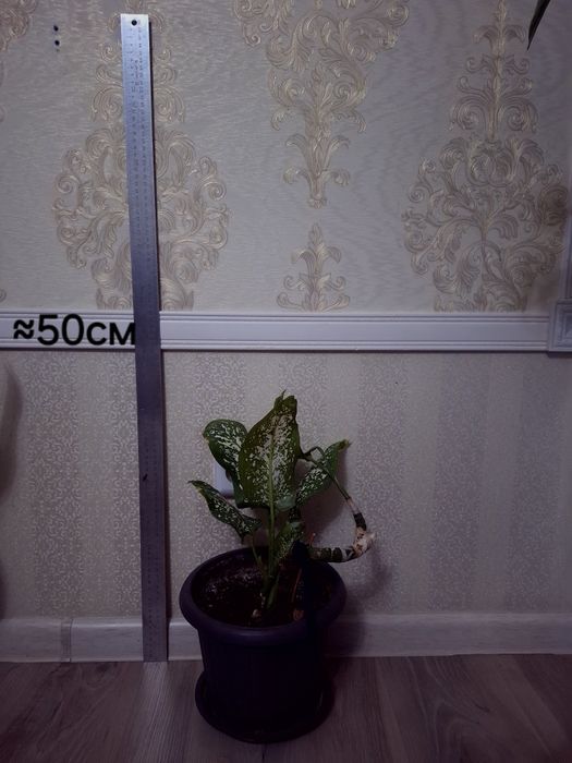 Комнатные растения Диффенбахия