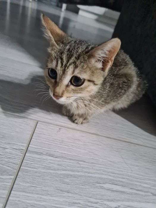 Отдам котёнка в хорошие руки