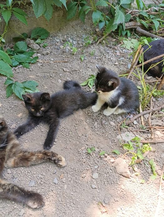 Отдам котят в хорошие руки