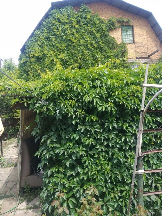 Дикий виноград саженцы