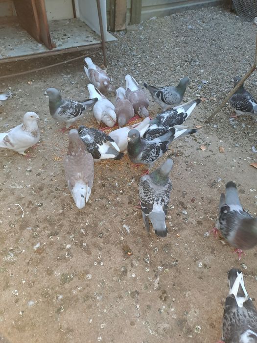 Vând porumbei standard