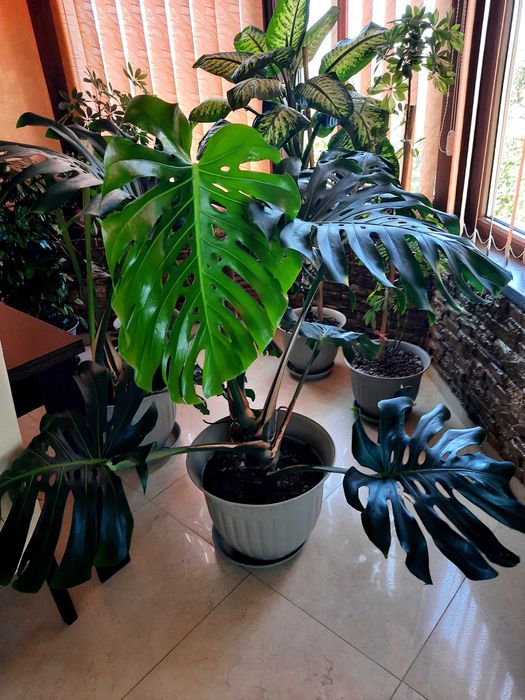 Vand plante de apartament