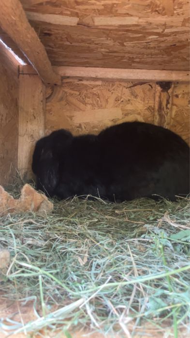 Vadnd femele berbec german