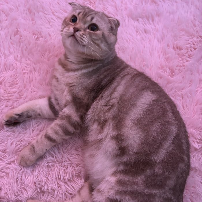 кот вислоухий на вязку