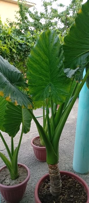 Fil quloq guli tabiiy  manzarali gul 3 ta 2tasi kichik tuvakda 1 katta