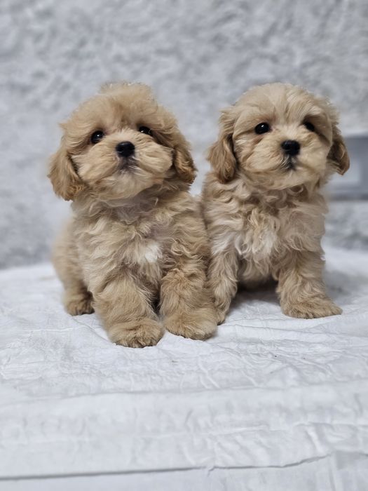 Красивые малыши мальтипу Ф1,