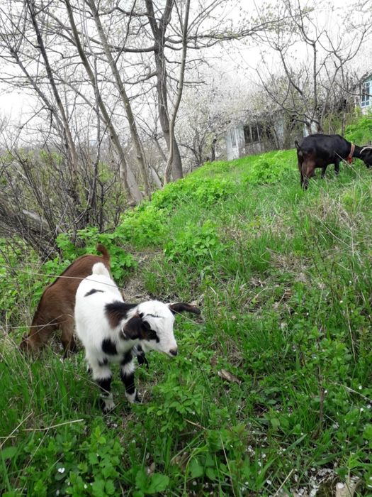 Ieduțe din mamă murciniana rasă pura bună de lapte