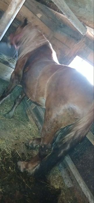 Vând iapă     de 5 ani