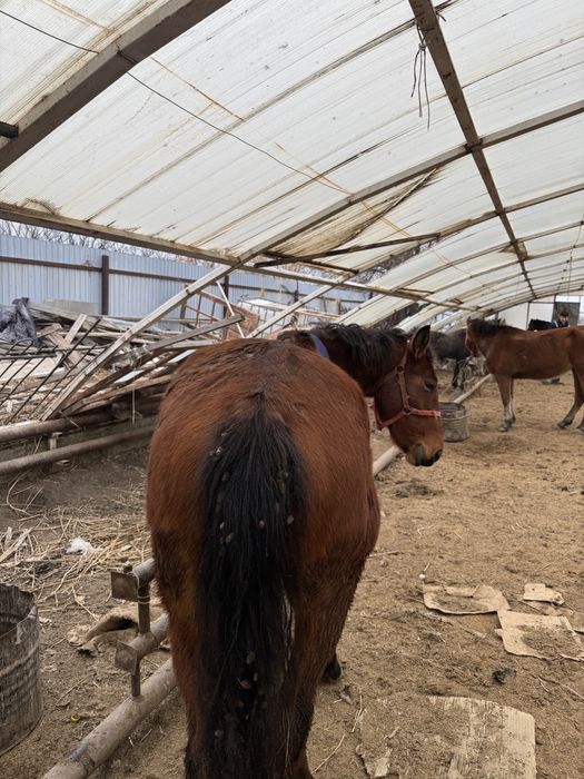 4 жасар дөнен Айғыр сатылады