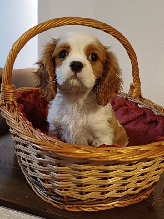 Catelusa Cavalier King Charles