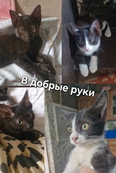 Котят в добрые ручки
