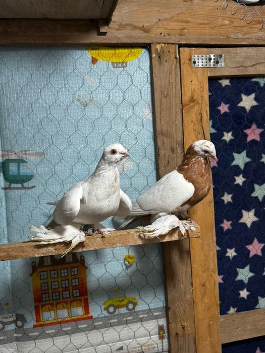 Продам голуби разный парода