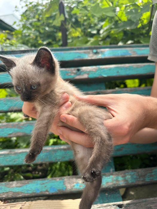 Отдам котенка в добрые руки.