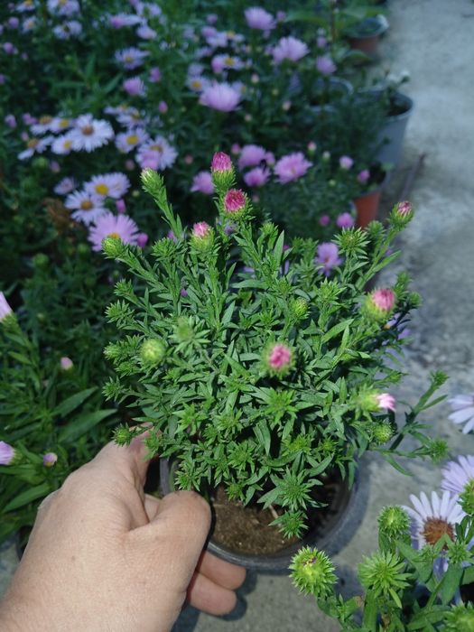 Aster la ghivece de vanzare
