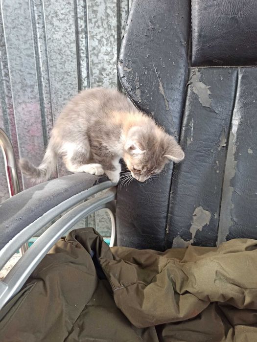 Отдам котят даром