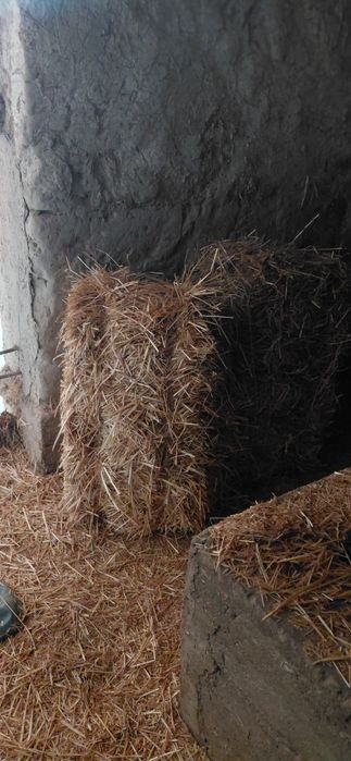 Самон прис сотилади 80. 90 лик киес камбайин  урган