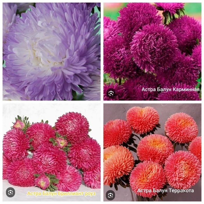 Профессиональные семена цветов