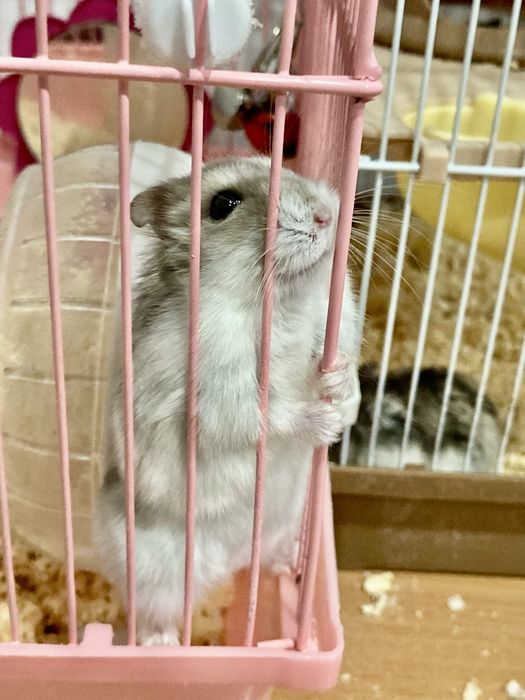 Продам хомяков - активные, ручные