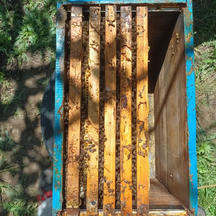 Пчелни семейства и пчелни отводки ДБ