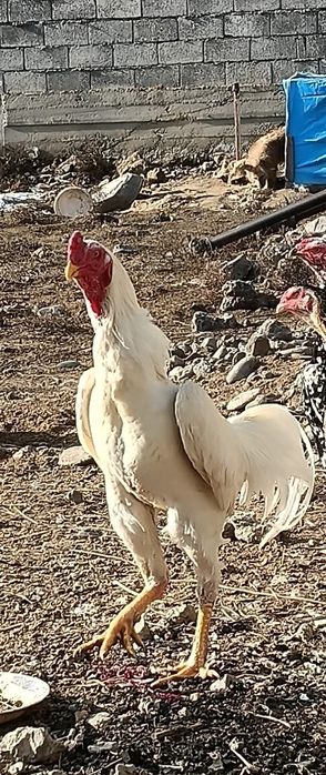 О шамо пара сатылады