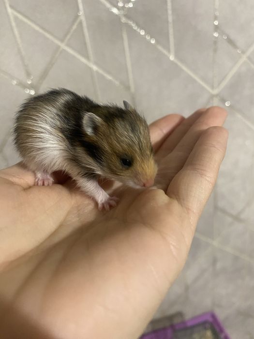 Сирийские хомяки