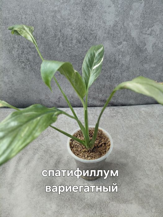 Комнатные цветы недорого
