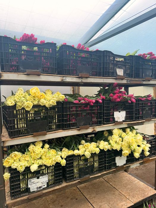 Тюльпаны тепличные