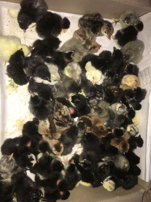 Jo'ja Домашний циплята хонадон жўжалари jo'jala сотилади оптом ва дона