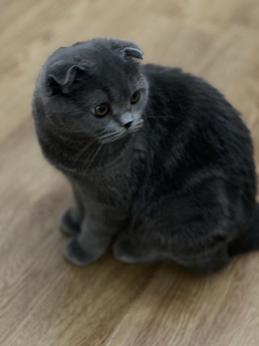 Вислоухая домашняя кошка