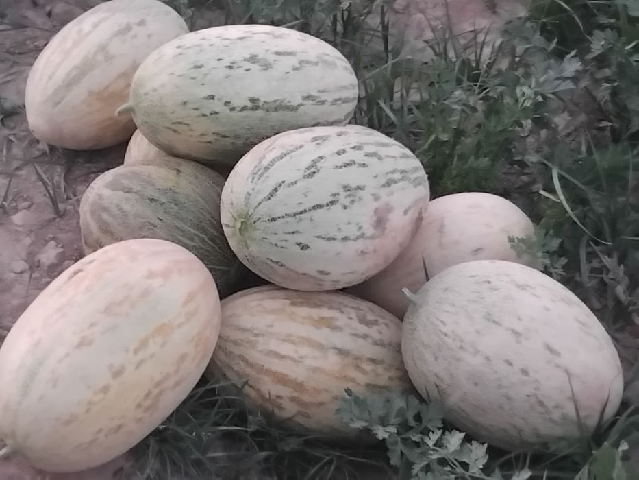 Qavin ayriford Qashqadaryo viloyati kosan tumani dastafka bo r