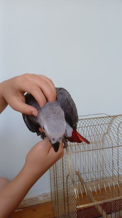 Жако Конго выкормыш  ручной
