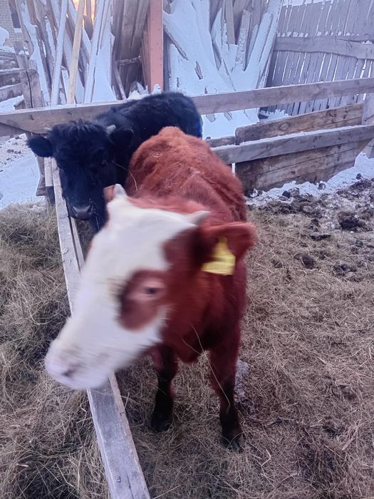 7 месяцев находится в Фёдоровке