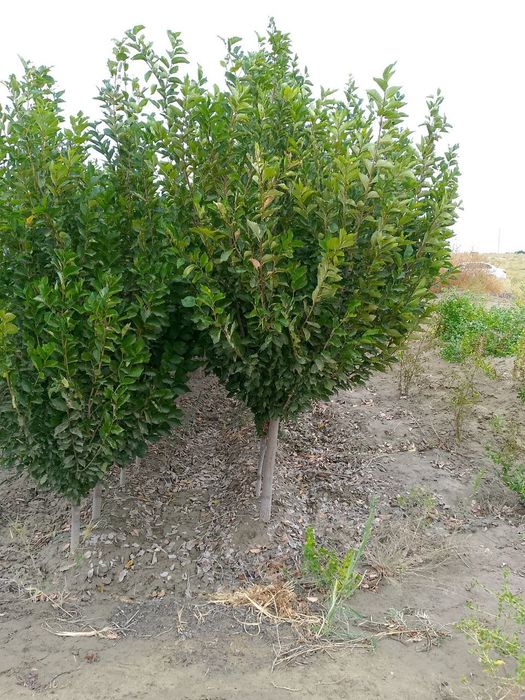 SADA KAYRAGACH (Chinni gujum)