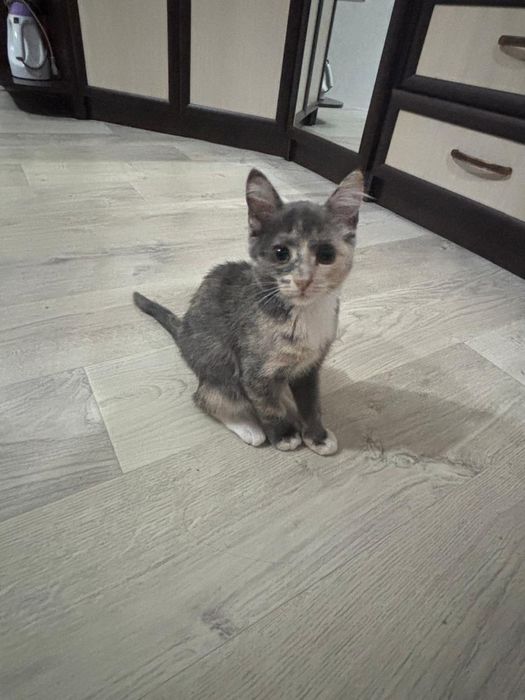 Отдам котенка бесплатно