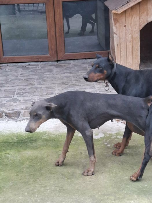 Добермани родословни